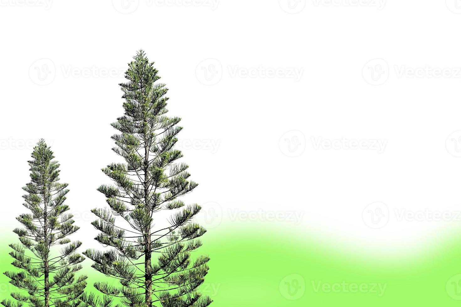 isolated coral reef araucaria tree on white and green background. Soft and selective focus. photo