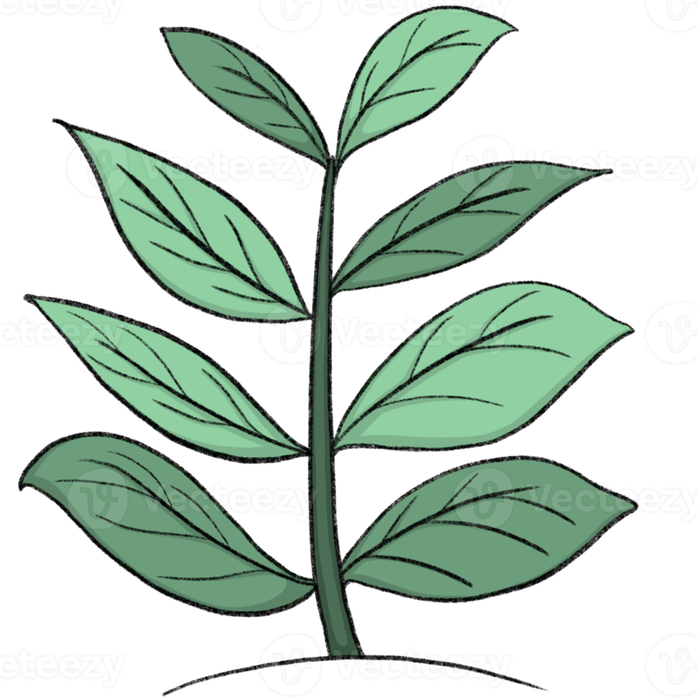 foglia piccolo albero - cartone animato matita disegnare stile di animale e pianta nel il giardino matita disegnare png