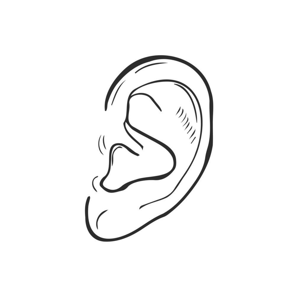 icono de garabato de contorno dibujado a mano de oído humano. el oído humano como un concepto de ilustración de dibujo vectorial de escucha y audición para impresión, web, móvil e infografía aislado en fondo blanco. vector