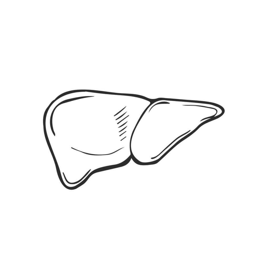 Sketch Ink Human liver, hand drawn, doodle style, Engraved Anatomical illustration vector