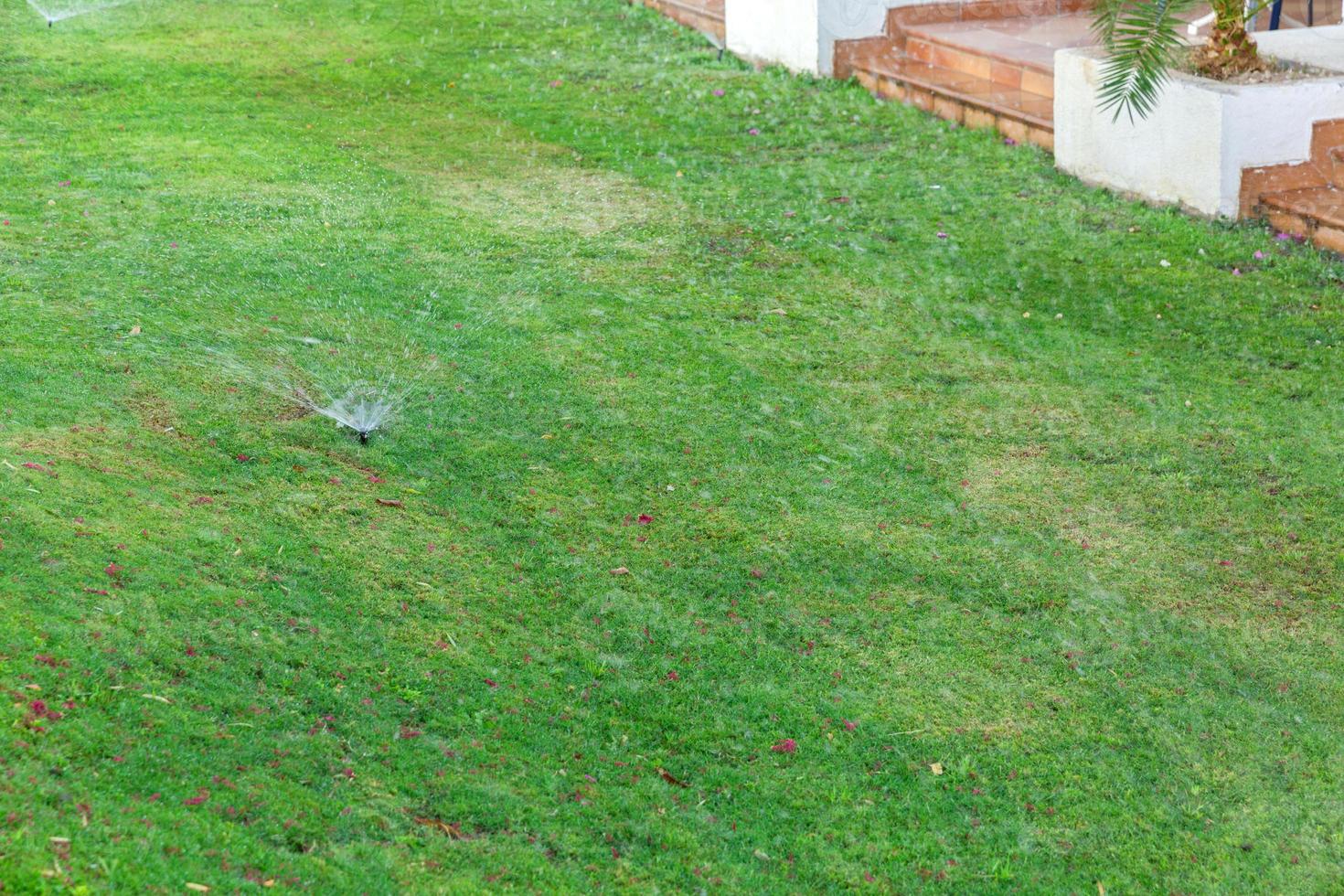 Sprinkler in garden watering the lawn. Automatic watering lawns concept photo