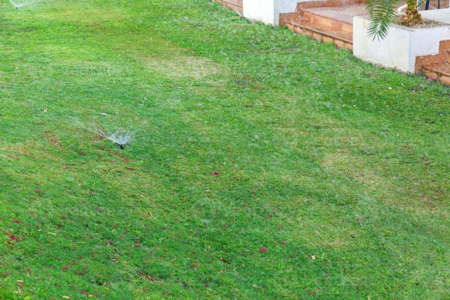 aspersor en el jardín regando el césped. concepto de césped de riego automático foto