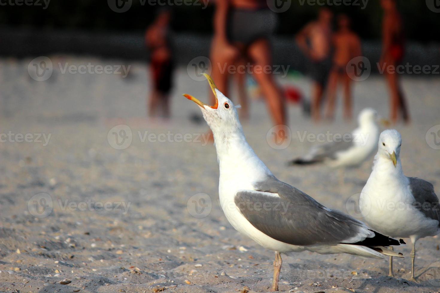 seagulls on beach sand photo