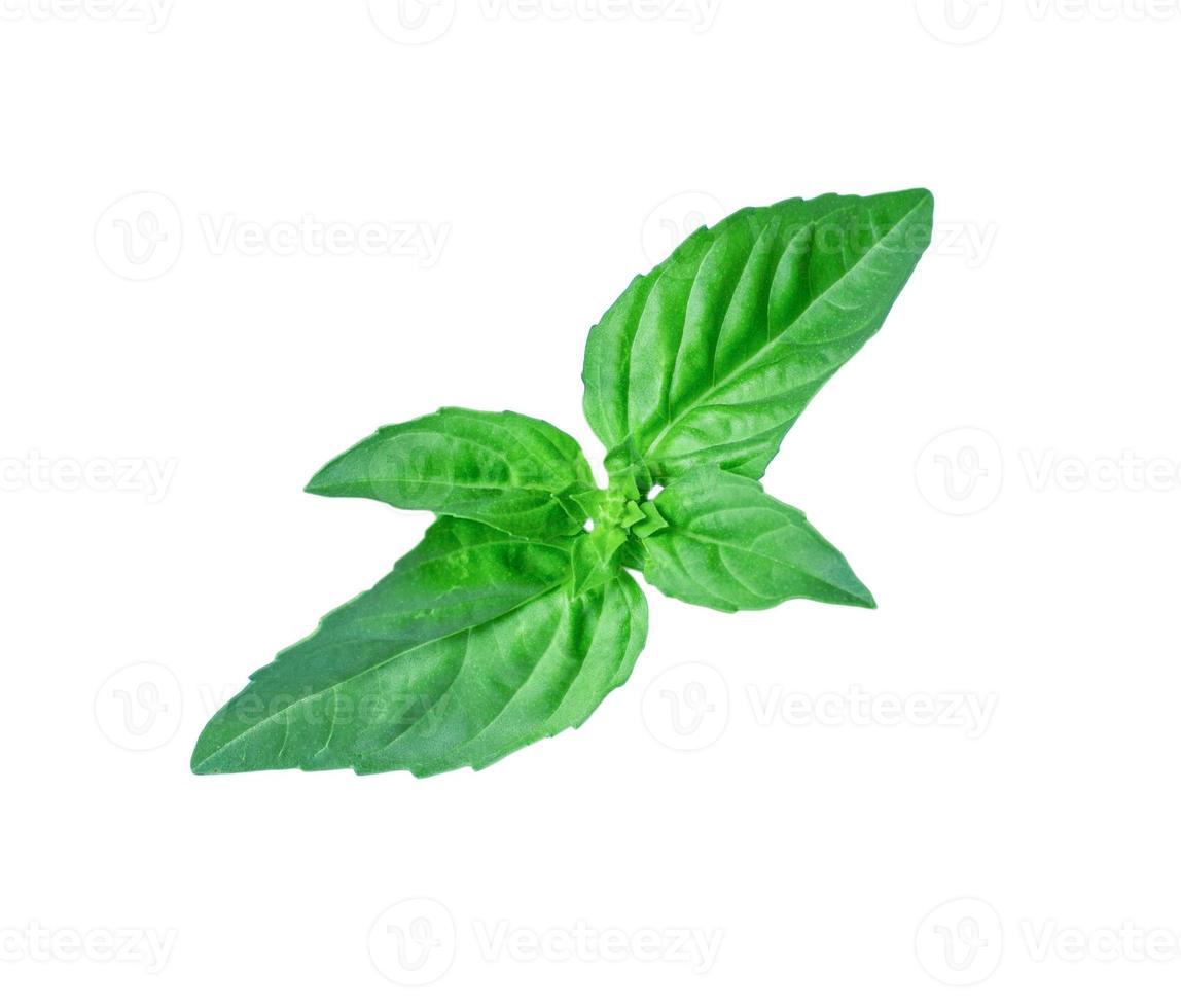 fresh green leaf mint isolated photo