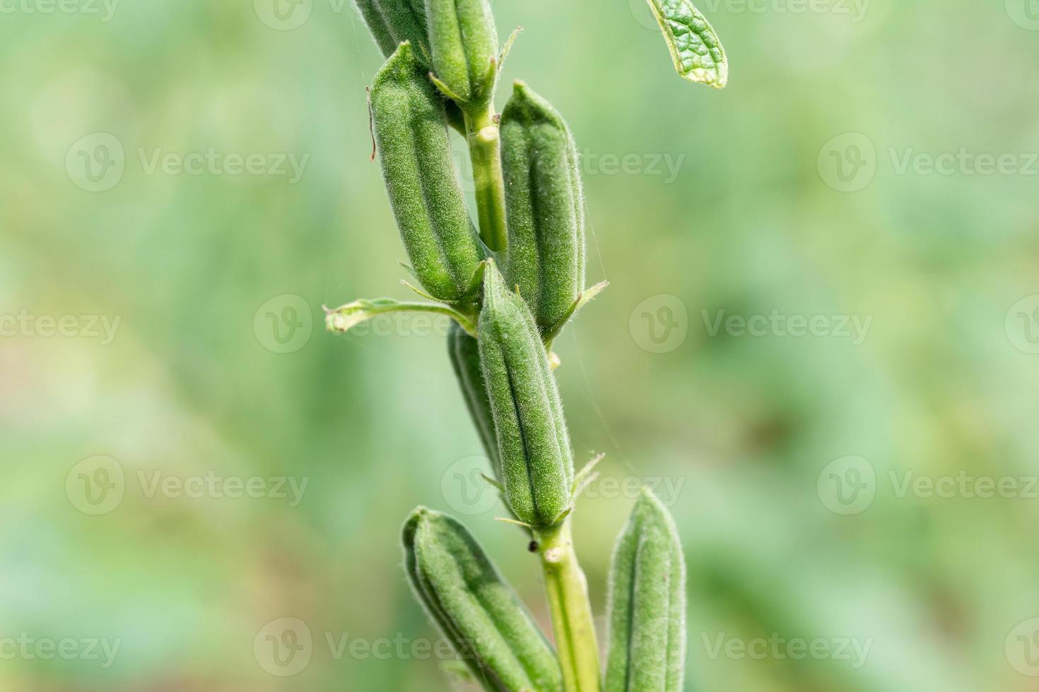 Sesame seed flower on tree in field photo