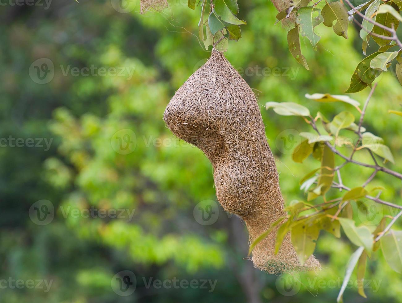 Baya weaver bird nest photo