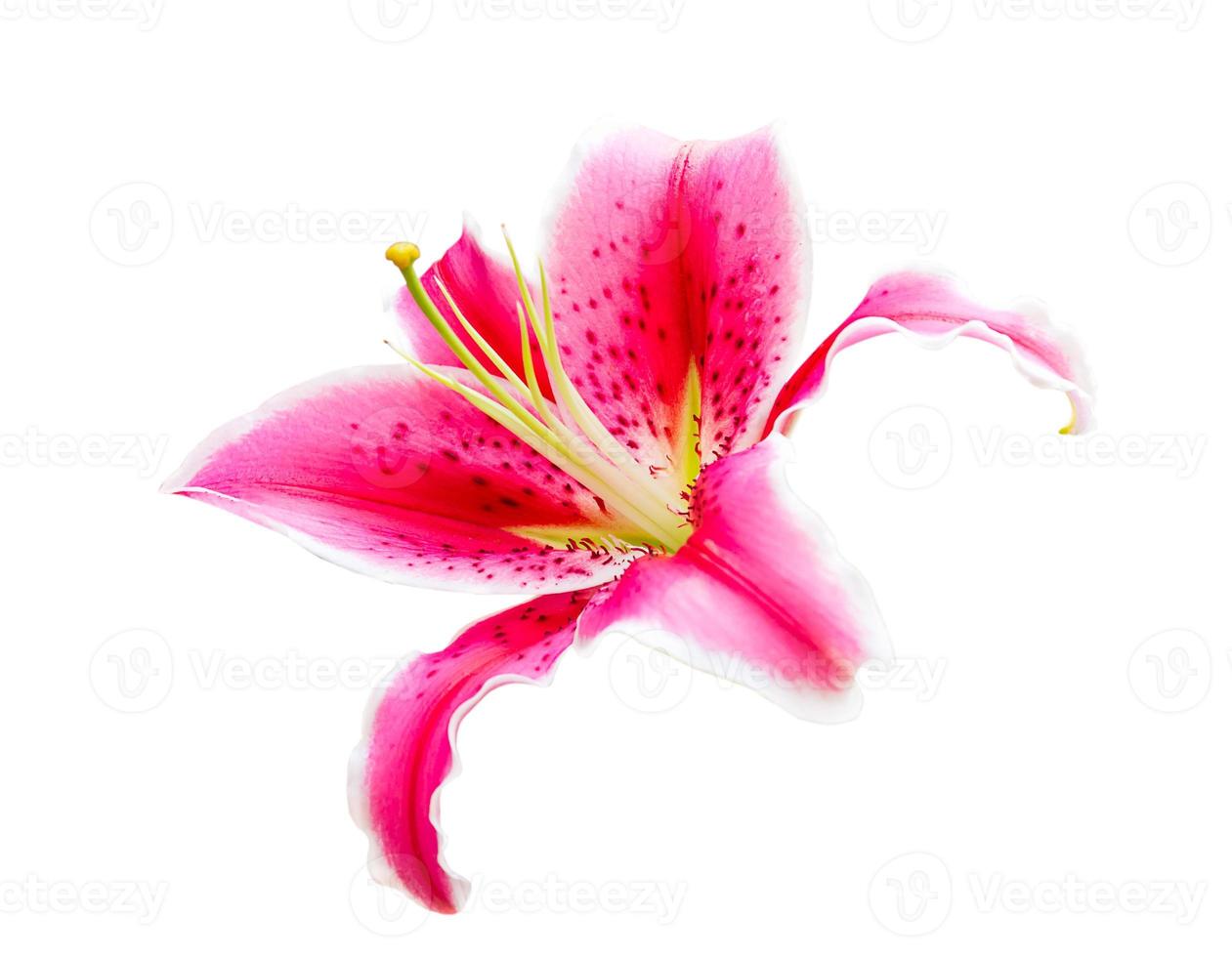 Pink lily flower on white photo