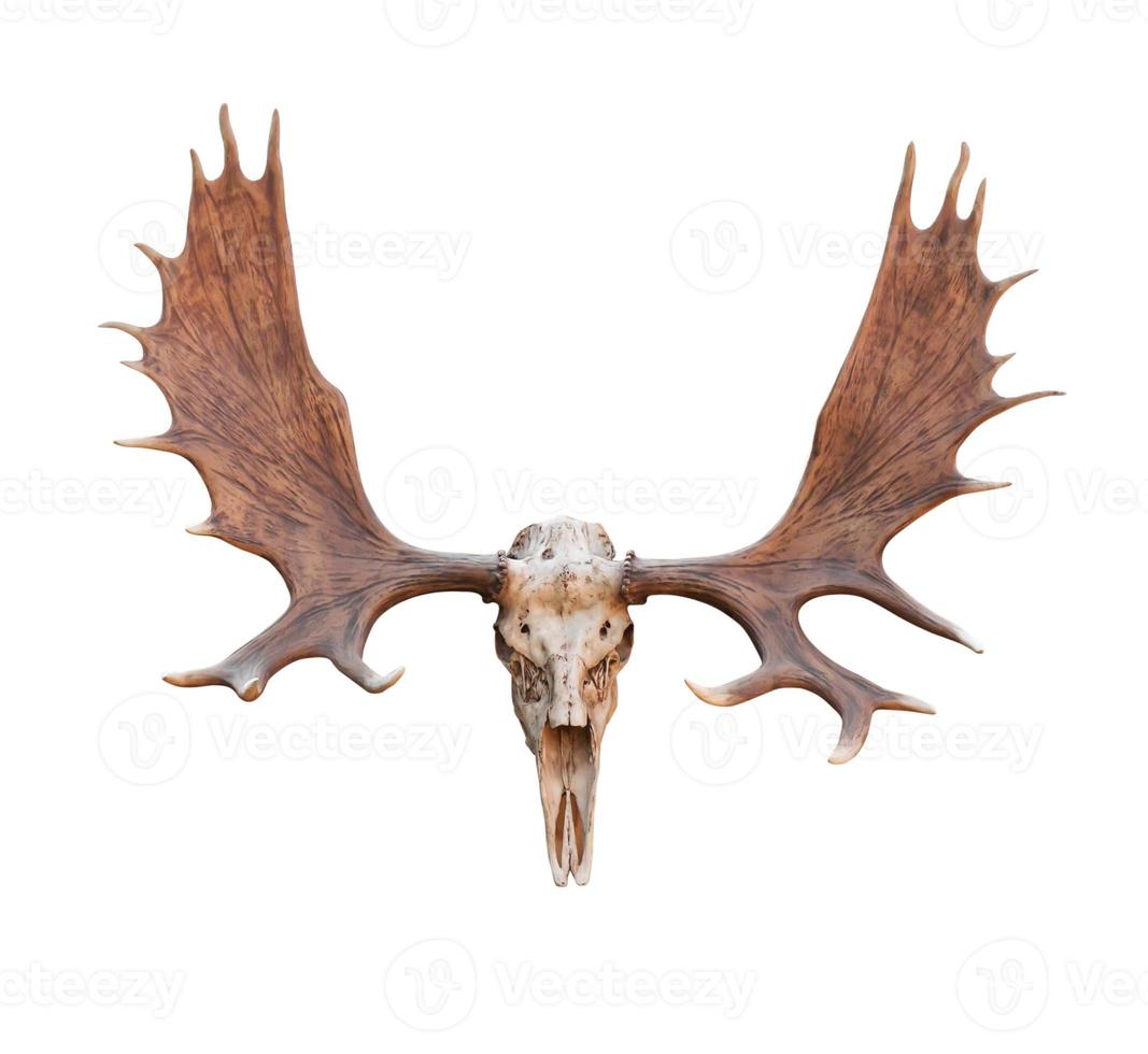 Skull Moose on white photo