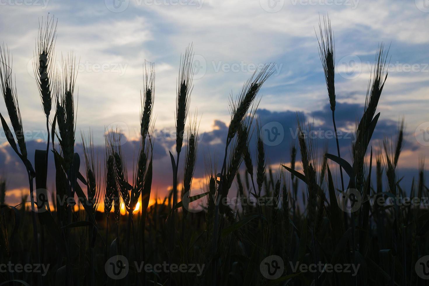 campo de trigo en la puesta del sol del agente rural foto