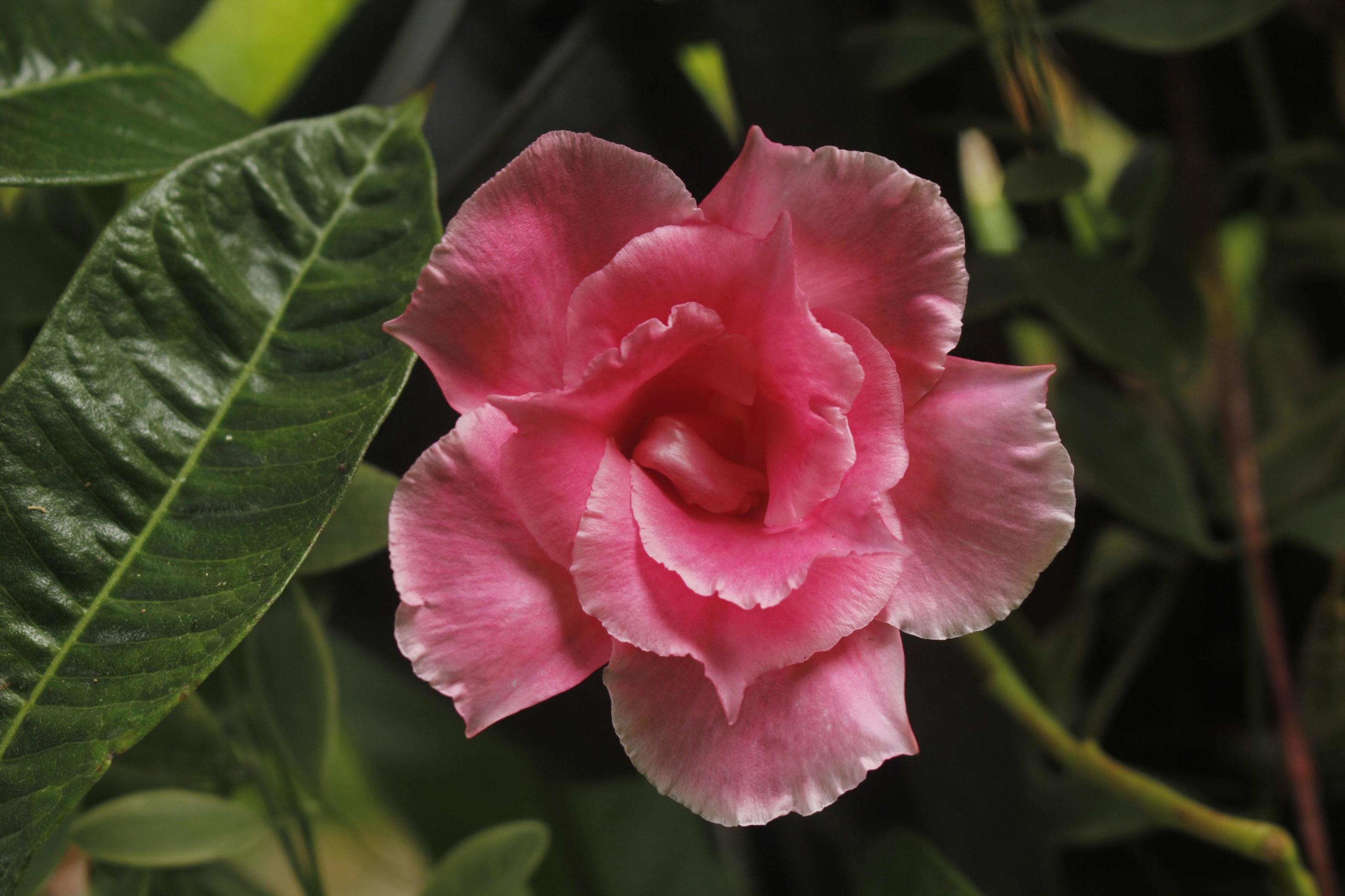Mandevilla x amabilis pink in the garden. 16403749 Stock Photo at Vecteezy