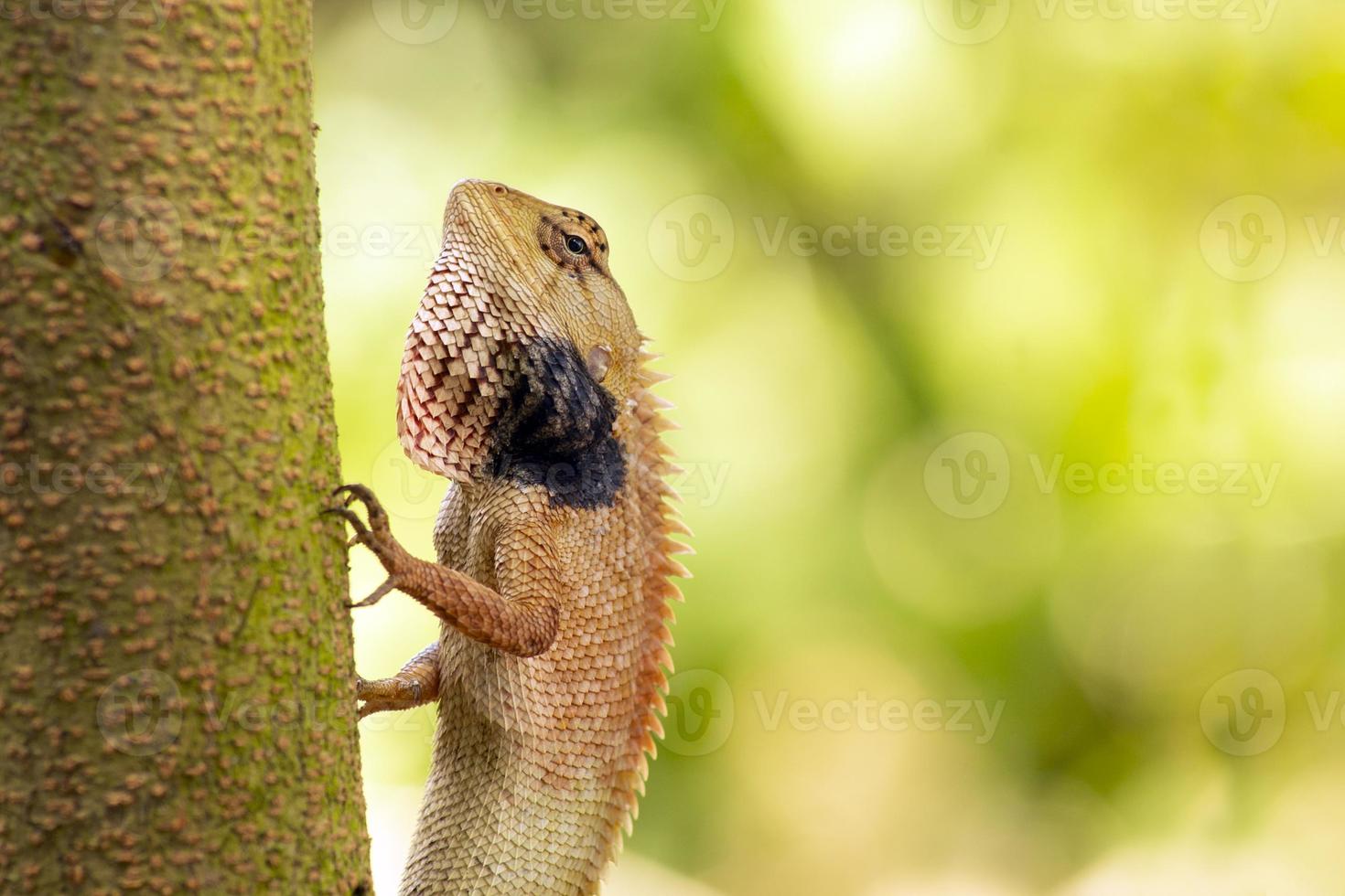 Type of chameleon in the garden of Thailand. photo