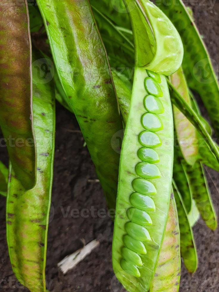 fruit or vegetable clandingan from Indonesia photo