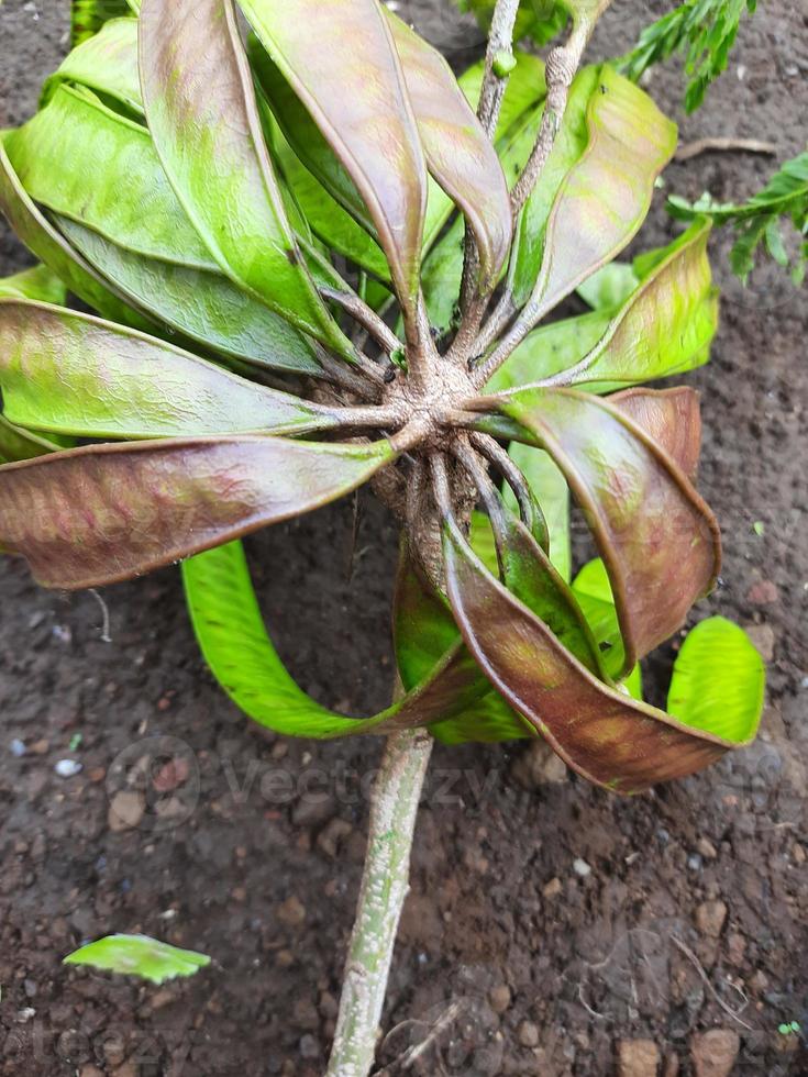 fruit or vegetable clandingan from Indonesia photo