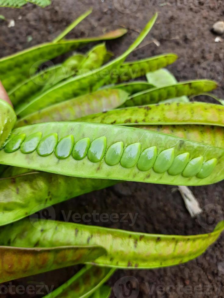 fruit or vegetable clandingan from Indonesia photo