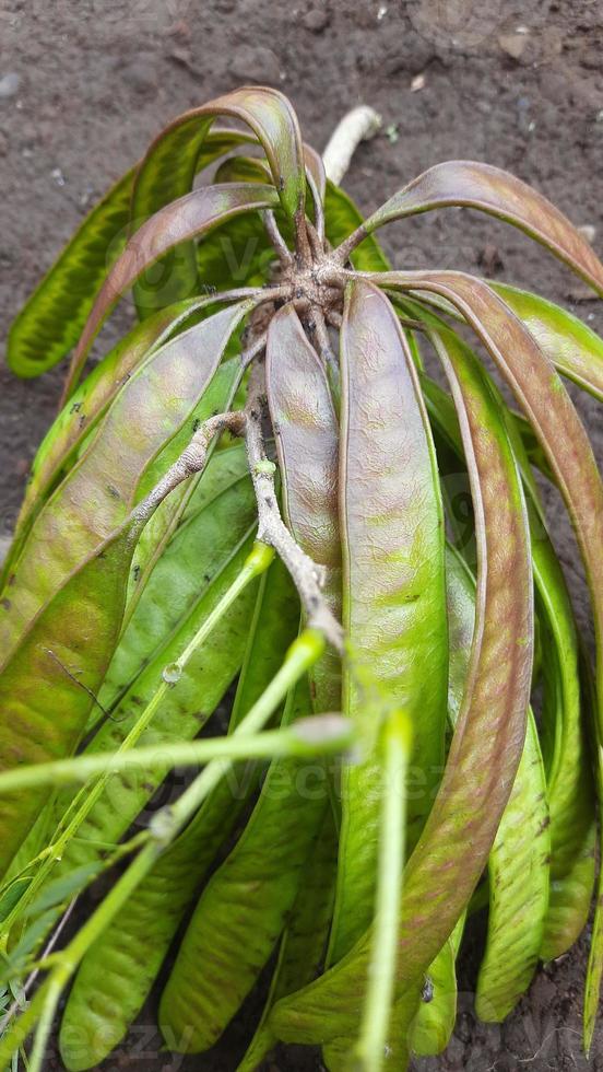 fruit or vegetable clandingan from Indonesia photo
