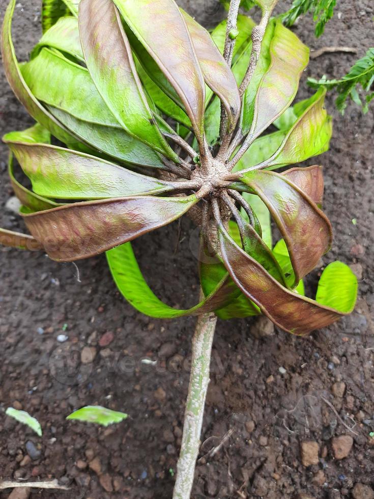 fruit or vegetable clandingan from Indonesia photo