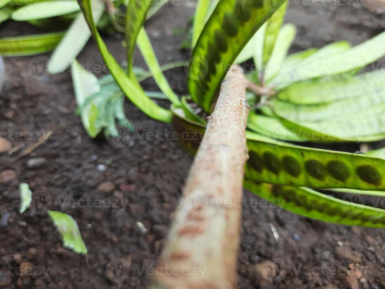 fruit or vegetable clandingan from Indonesia photo