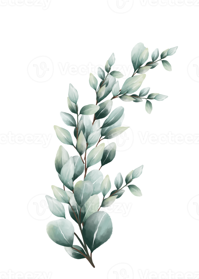 Eucalyptus leaves watercolor 16406909 PNG