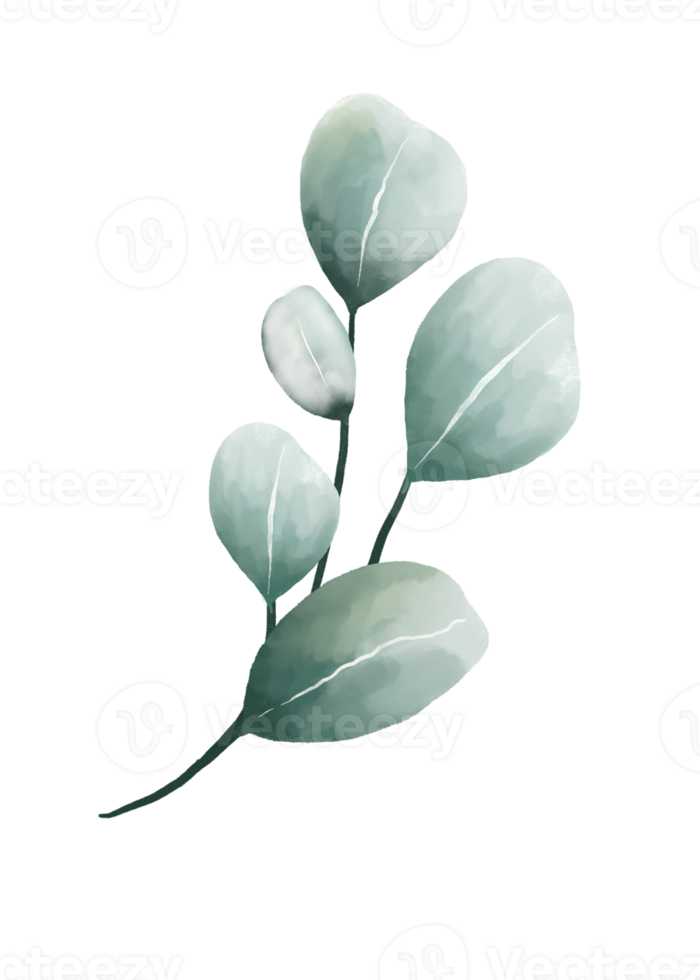 feuilles d'eucalyptus aquarelle png