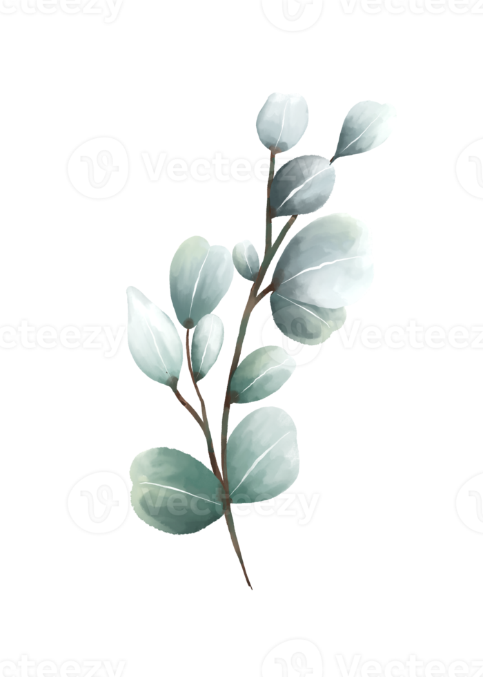 Eucalyptus leaves watercolor 16406929 PNG