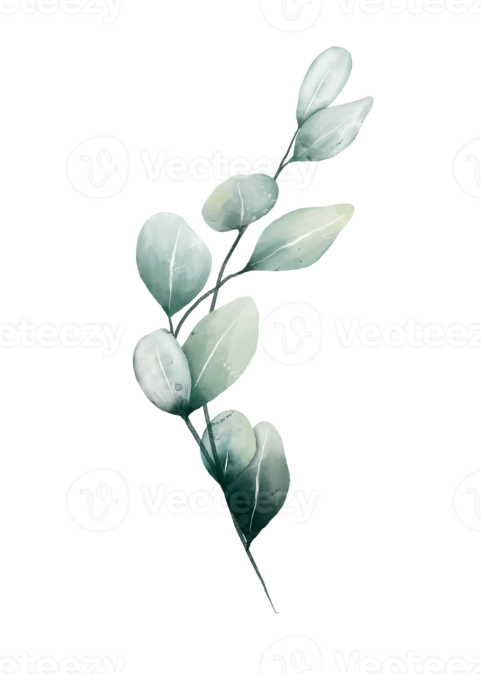 eukalyptus löv vattenfärg png