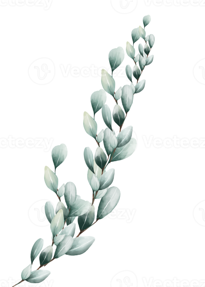 Eucalyptus leaves watercolor 16406971 PNG