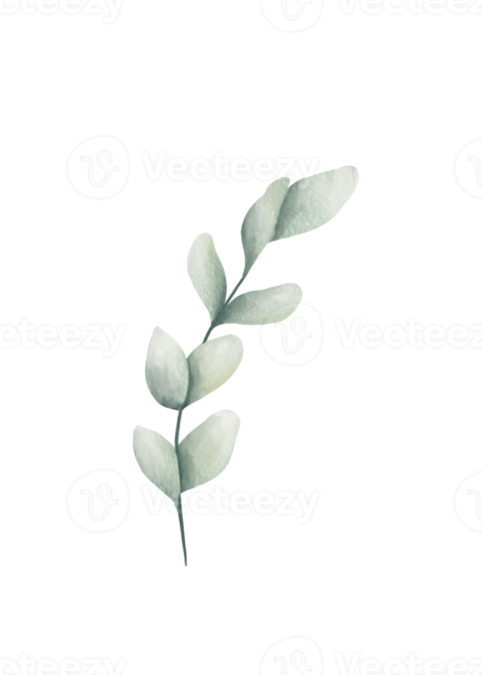 eucalyptus vert aquarelle png