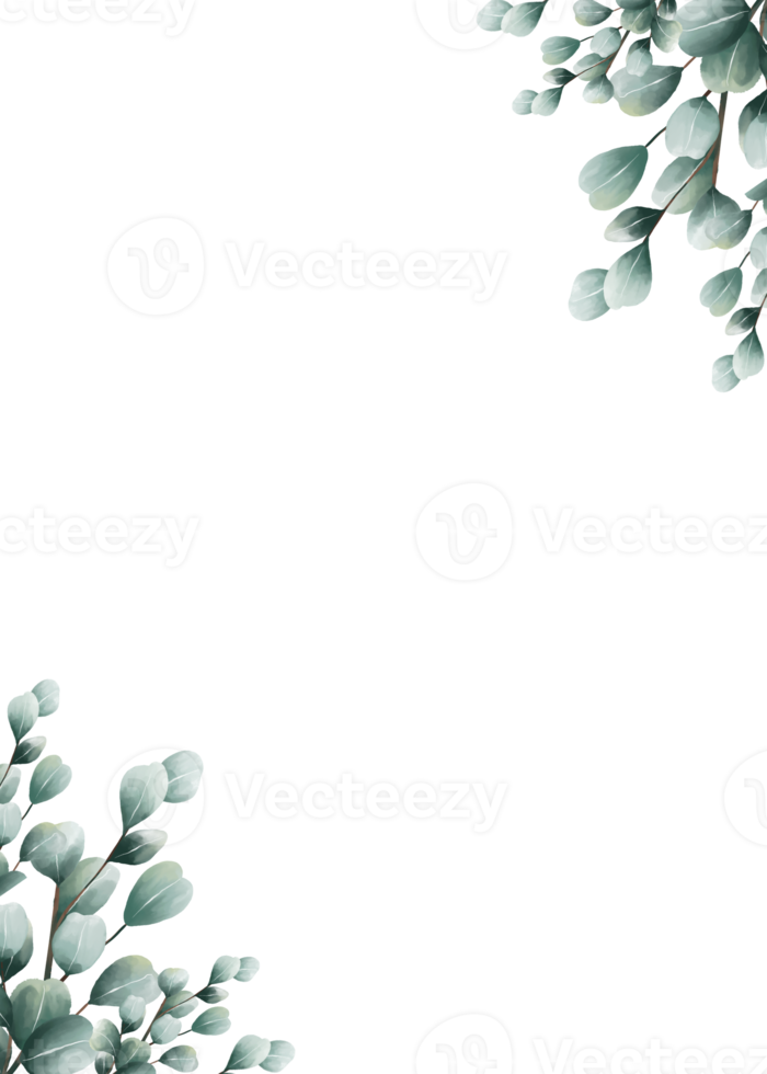 acquerello cornice di eucalipto png