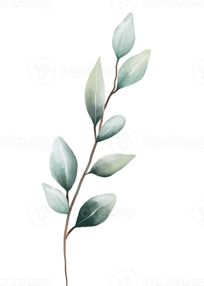 eukalyptus löv vattenfärg png