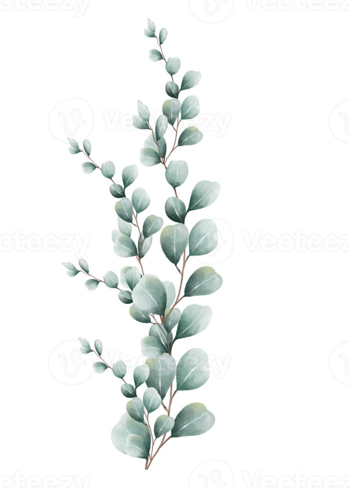 Eucalyptus leaves watercolor 16407132 PNG