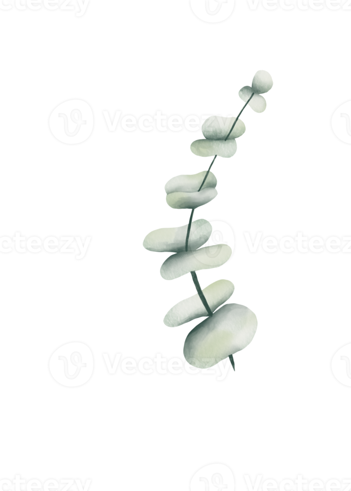 eucalipto acquerello verde png