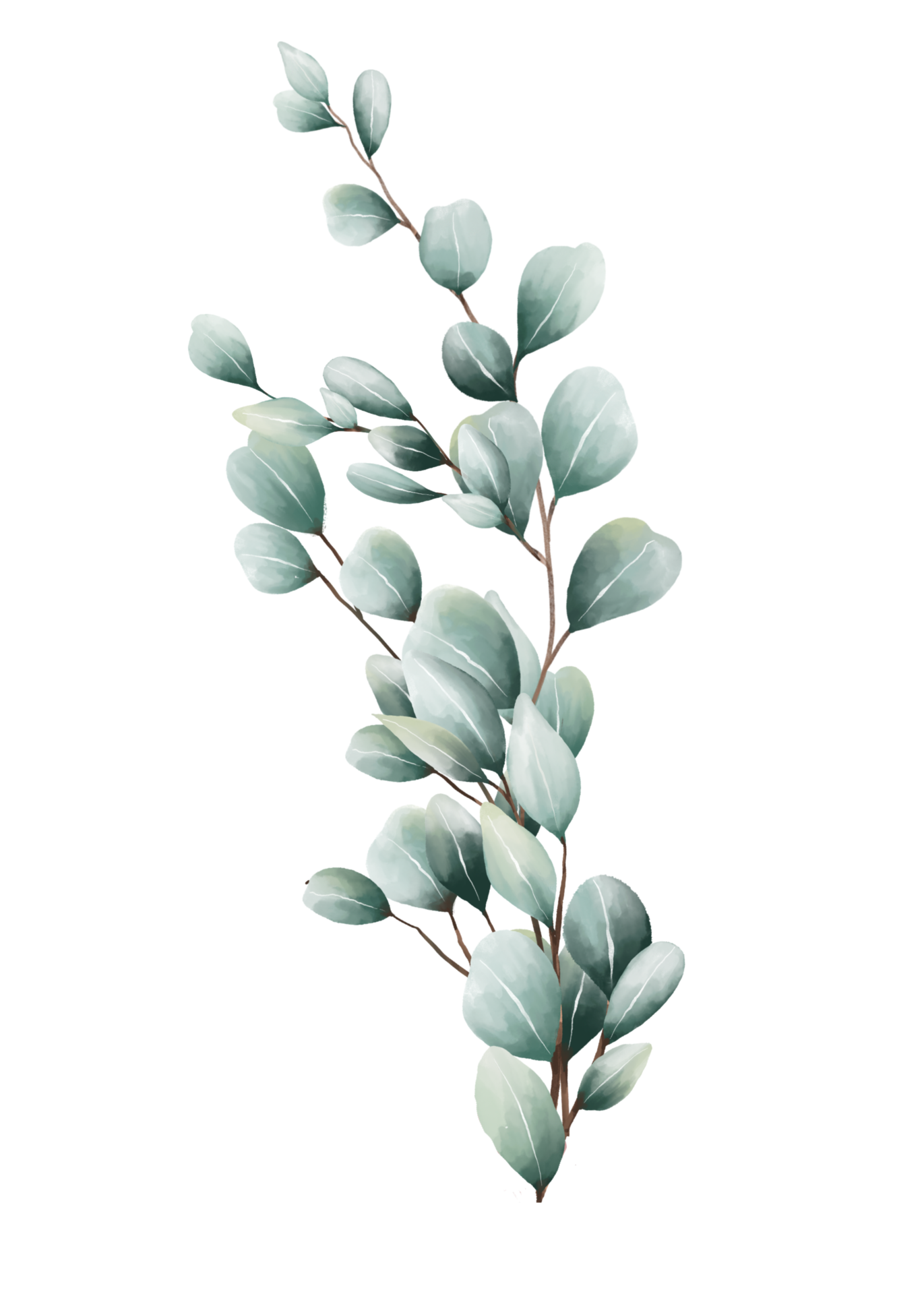 Eucalyptus leaves watercolor 16407149 PNG