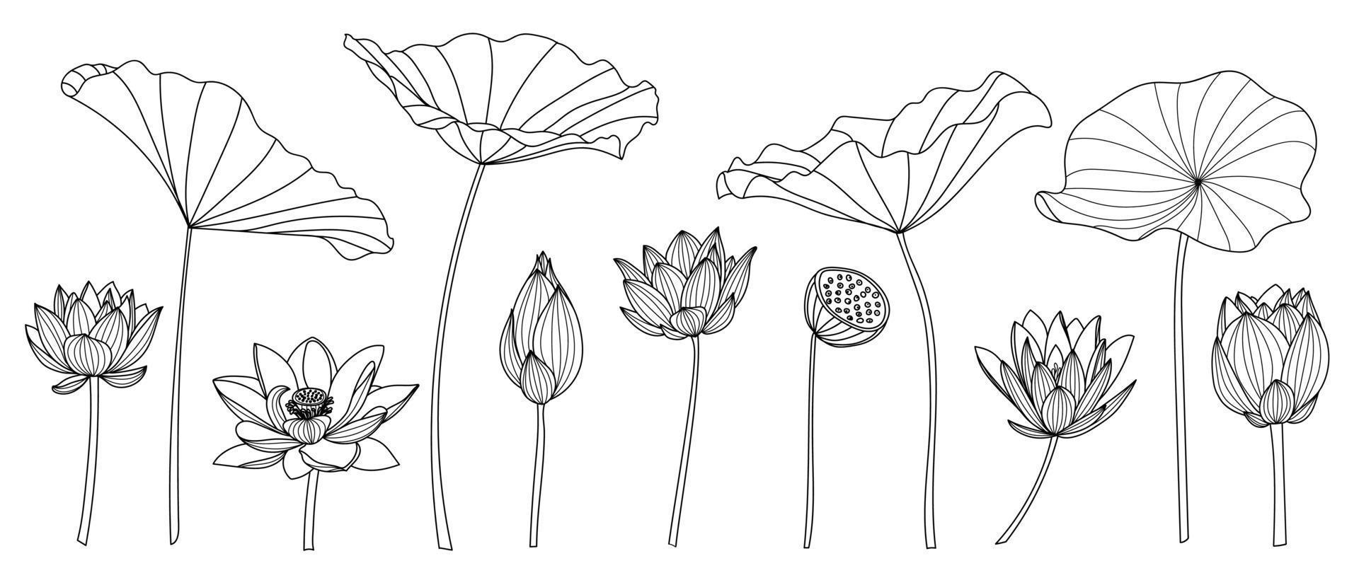 Set of lotus hand drawn vector. Collection of oriental flower, lotus Set of lotus hand drawn vector. Collection of oriental flower, lotus
