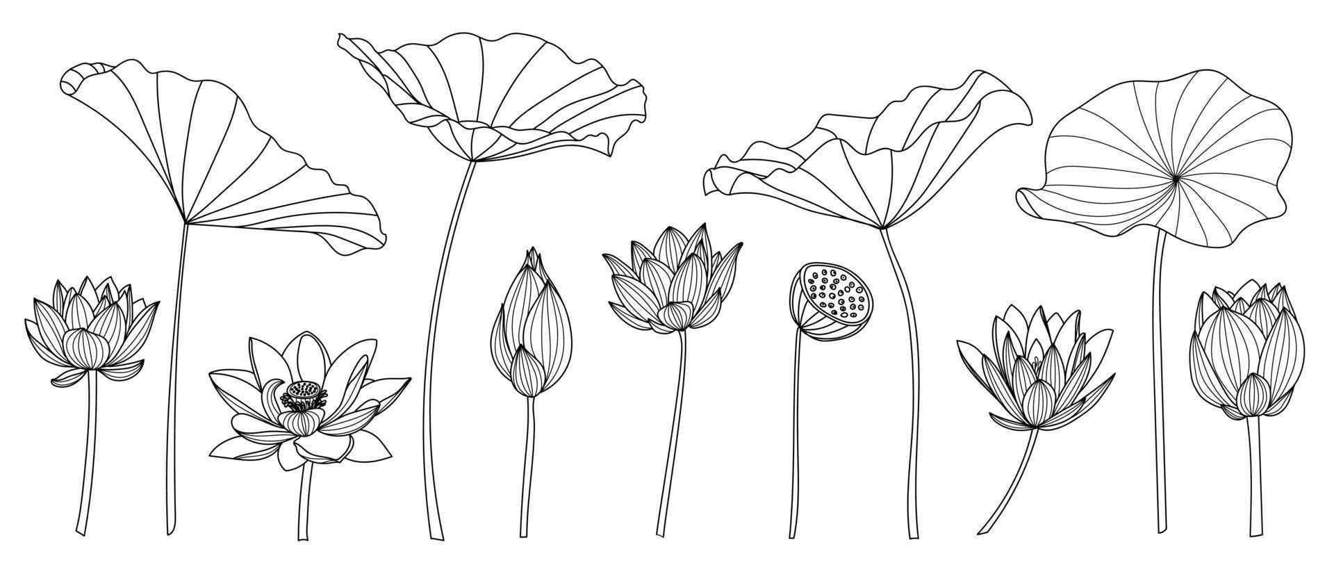 Set of lotus hand drawn vector. Collection of oriental flower, lotus flowers, botanical, floral in line art. Design for logo, luxury wedding invitation, cover, packaging and background template. vector