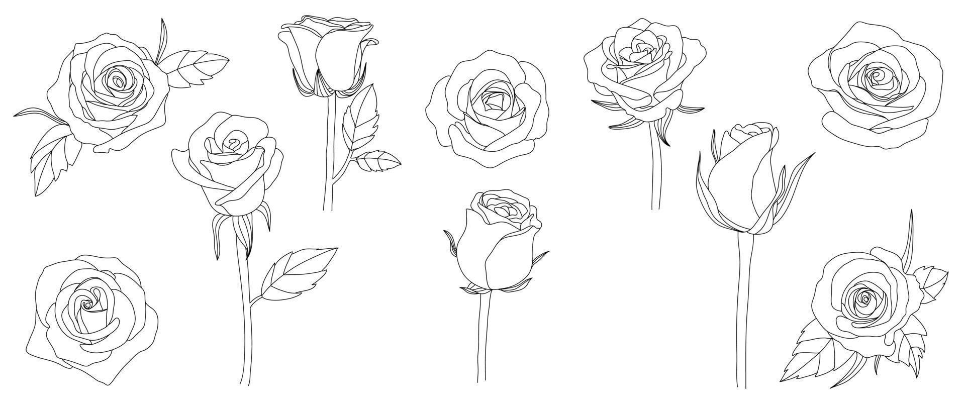 Set of hand drawn line art rose flowers vector. Floral element collection of black white drawing contour simple rose flowers. Design illustration for prints, logos, cosmetics, poster, card, branding. vector