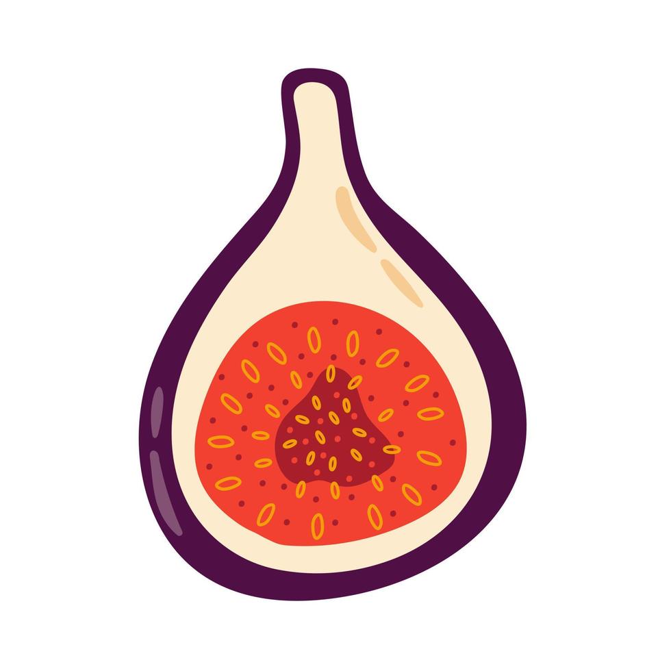 Cozy fresh and ripe delicious fig tropical fruit isolated on white background vector