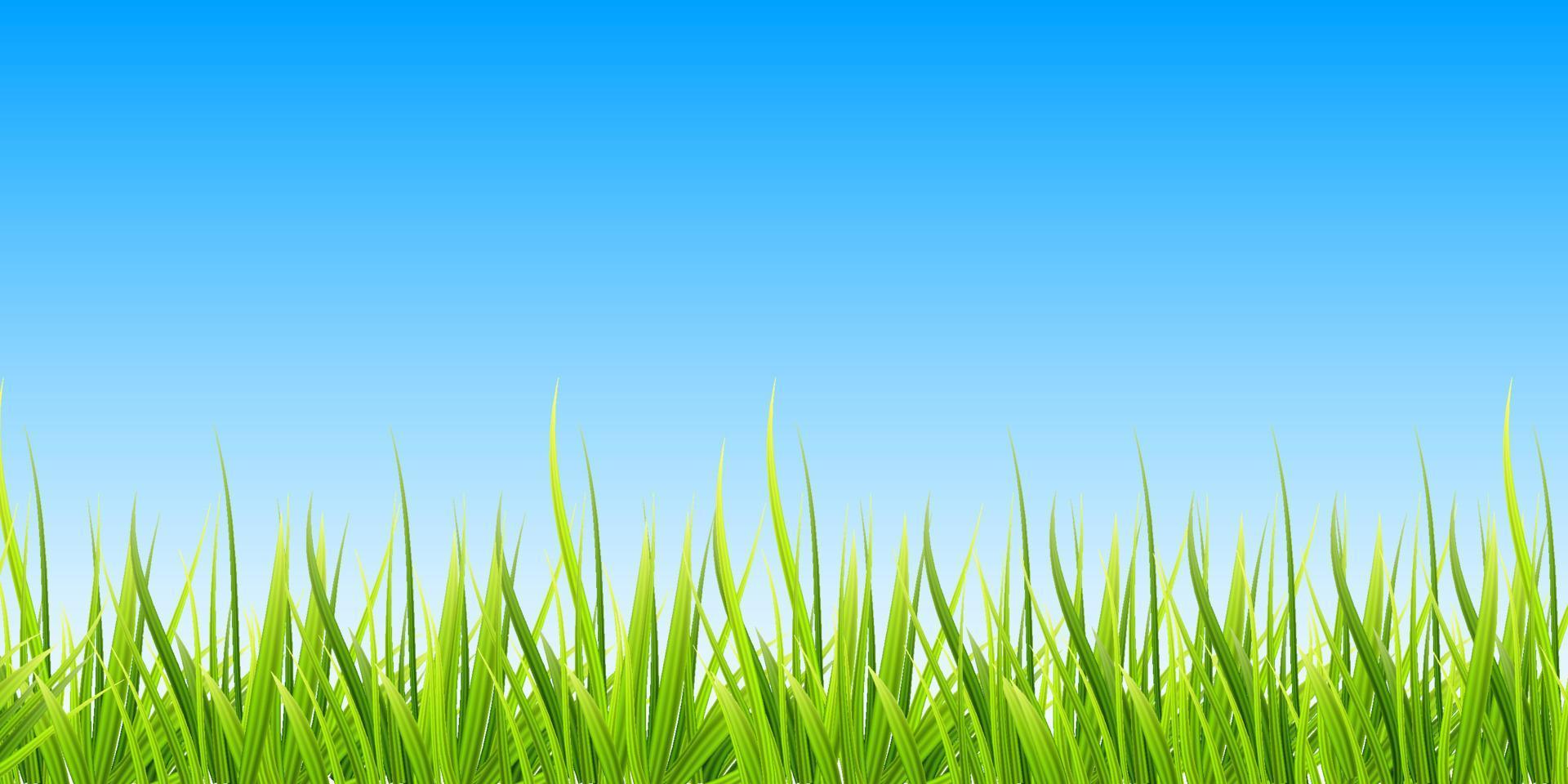 Realistic sunrise over a field of grass. Natural panoramic with blue sky and grassy meadow. Vector illustration