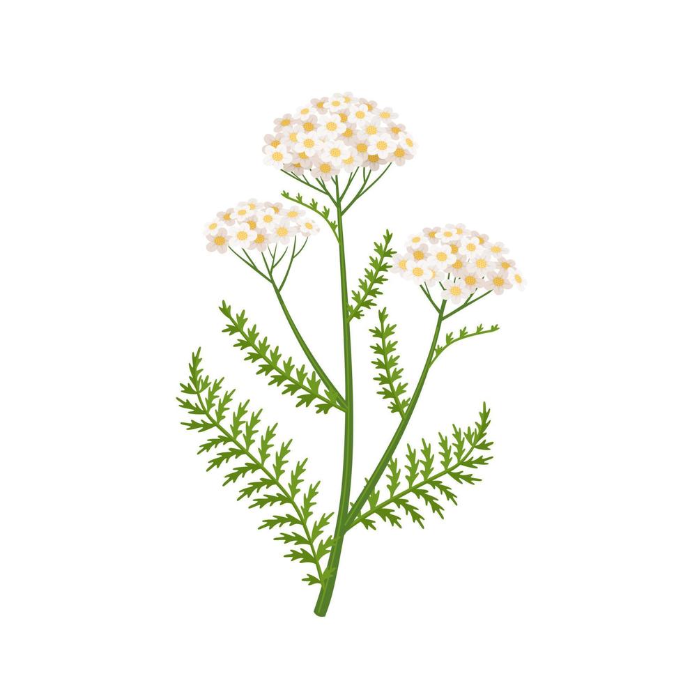 Ilustración de vector de flor de milenrama, nombre científico achillea millefolium, aislado sobre fondo blanco.