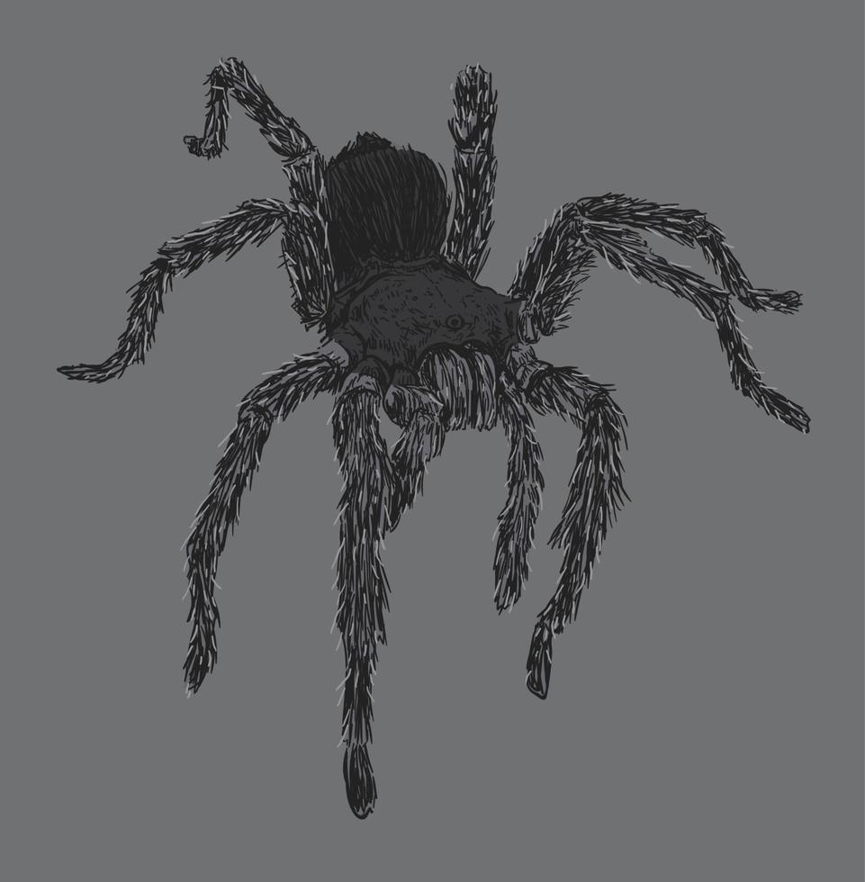 ilustración de dibujo de araña tarántula vector