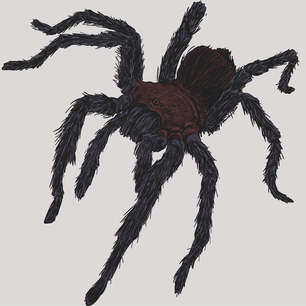 Tarantula Spider Drawing Illustration vector