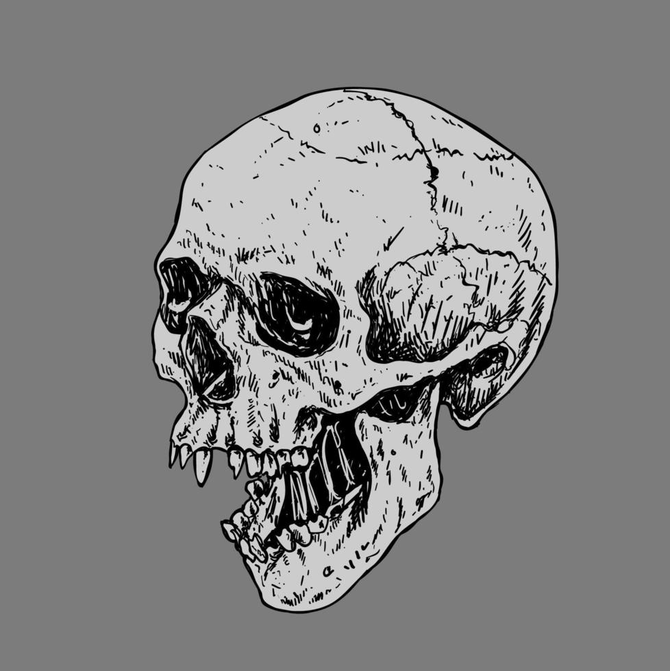 Human Skull Bones Drawing Illustration vector