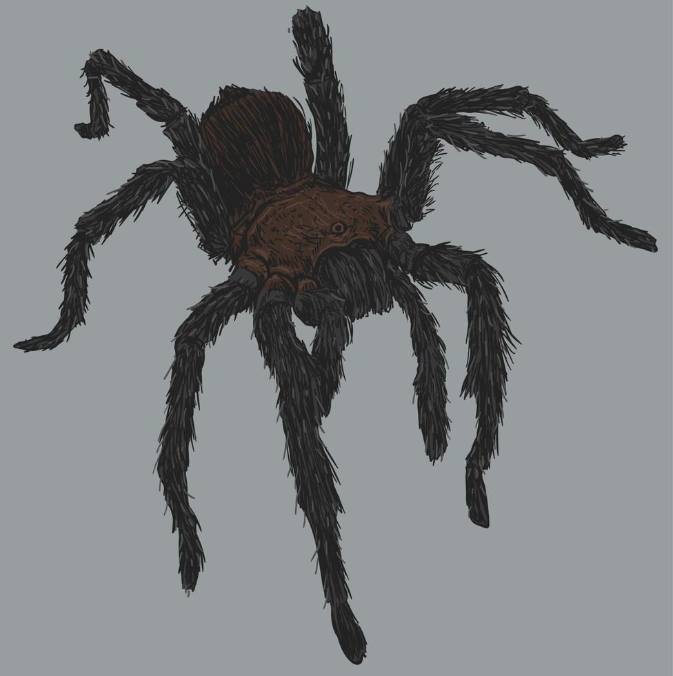 Tarantula Spider Drawing Illustration vector