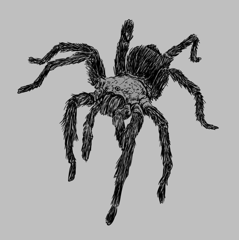 cartoon line sketch spider tarantula vector 21161516 Vector Art at Vecteezy