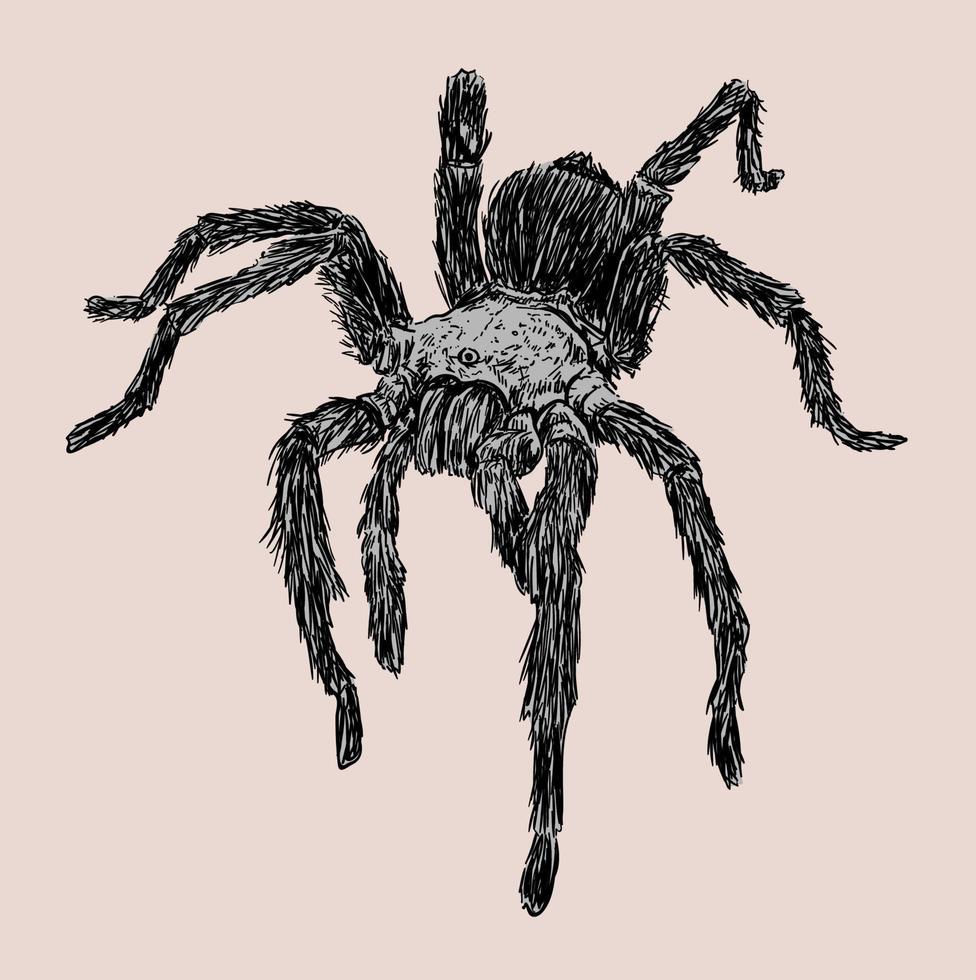 ilustración de dibujo de araña tarántula vector