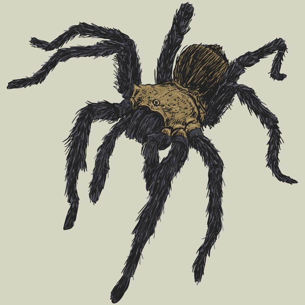 ilustración de dibujo de araña tarántula vector