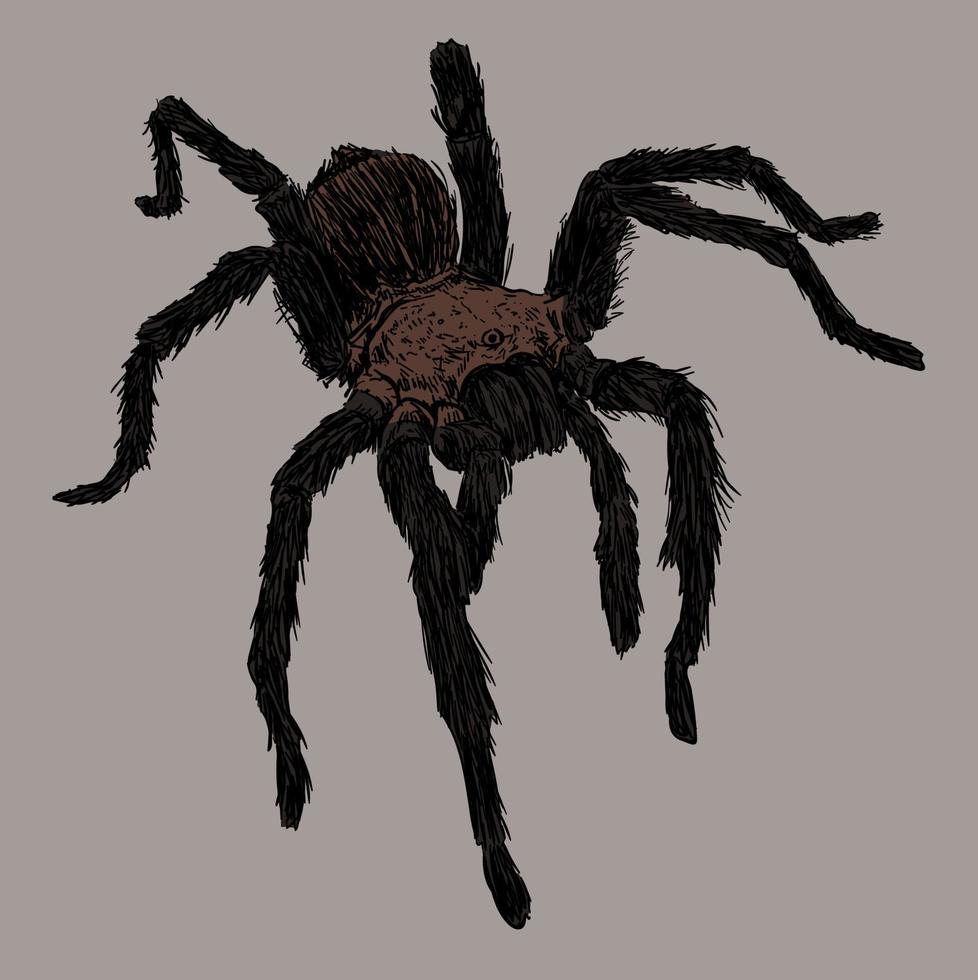 Tarantula Spider Drawing Illustration vector