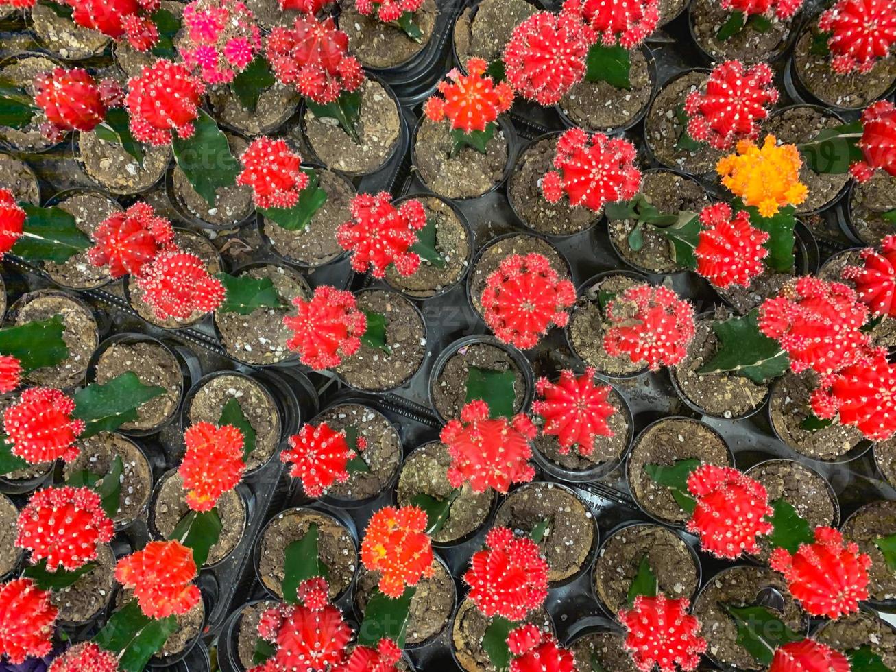 Abstract Overhead of Various Colorful Succulent Plants At Nursery photo