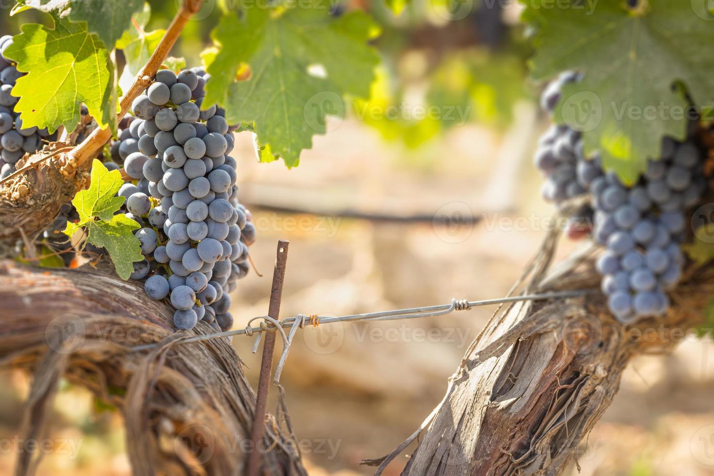 Beautiful Lush Wine Grape Bushels In The Vineyard photo