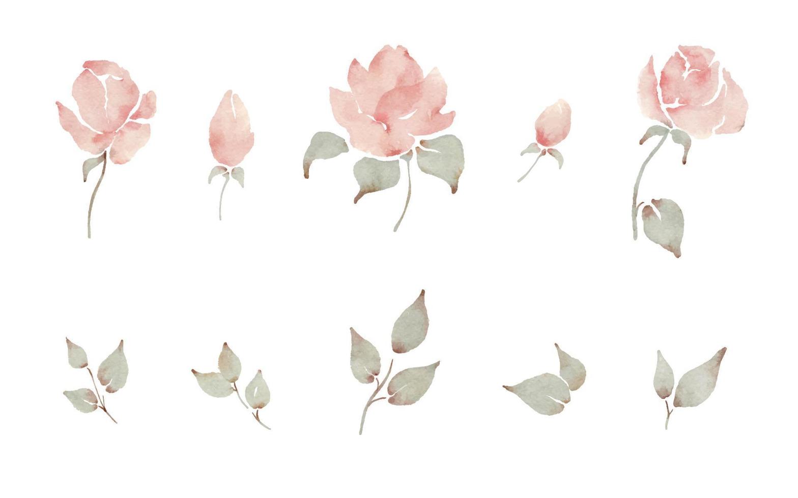 Watercolor pale pink roses and leaves romantic floral hand painted vector elements set.