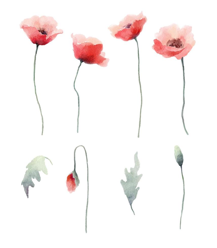 Watercolor red poppies flowers, buds and leaves collection of vectorl design elements. vector